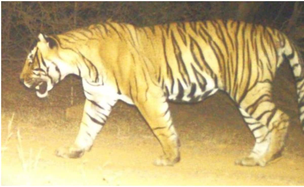 Rajasthan: अपना इलाका बचाने की जंग में मारा गया रणथंभौर का युवा टाइगर T-2402, 500 फीट ऊंची पहाड़ी पर मिला शव