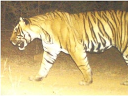 Rajasthan: अपना इलाका बचाने की जंग में मारा गया रणथंभौर का युवा टाइगर T-2402, 500 फीट ऊंची पहाड़ी पर मिला शव