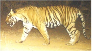 अपना इलाका बचाने की जंग में मारा गया रणथंभौर का युवा टाइगर T-2402, 500 फीट ऊंची पहाड़ी पर मिला शव