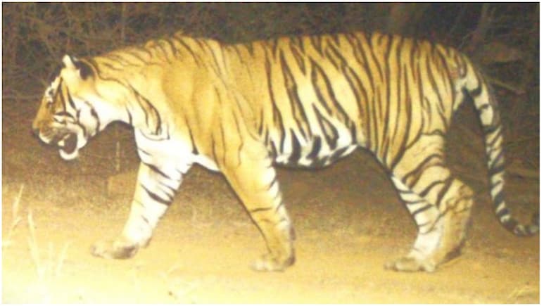 Rajasthan: अपना इलाका बचाने की जंग में मारा गया रणथंभौर का युवा टाइगर T-2402, 500 फीट ऊंची पहाड़ी पर मिला शव