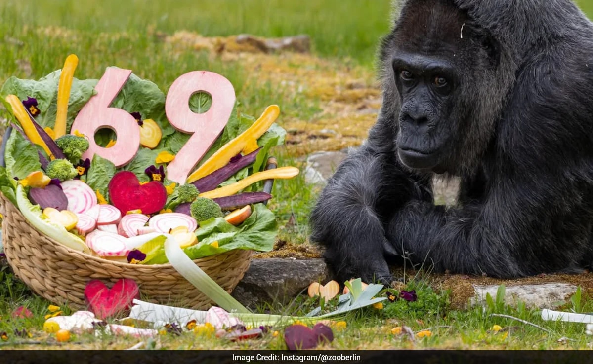 बार का बिल चुकाने के लिए बेची गई थी ये गोरिल्ला, आज 69 की उम्र में बनी 'वर्ल्ड रिकॉर्ड' क्वीन!