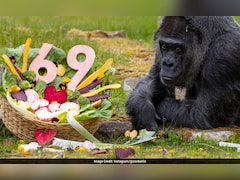 बार का बिल चुकाने के लिए बेची गई थी ये गोरिल्ला, आज 69 की उम्र में बनी 'वर्ल्ड रिकॉर्ड' क्वीन!