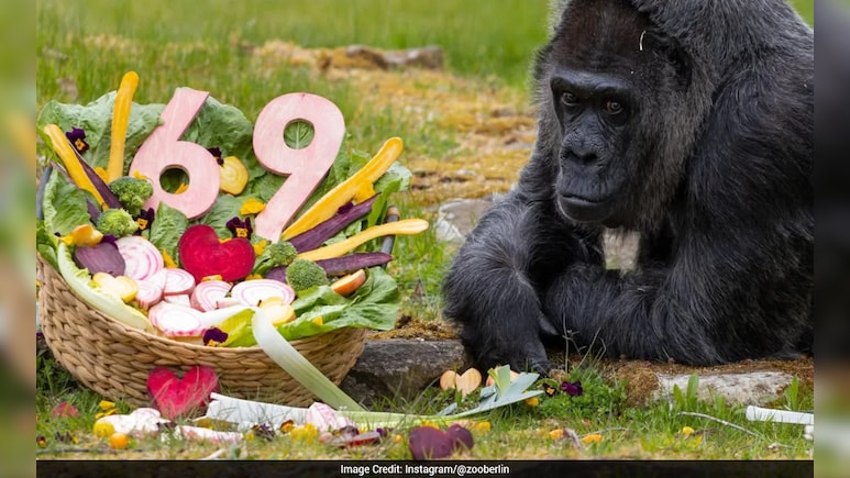 बार का बिल चुकाने के लिए बेची गई थी ये गोरिल्ला, आज 69 की उम्र में बनी 'वर्ल्ड रिकॉर्ड' क्वीन!