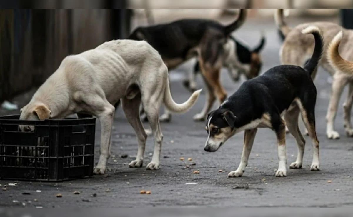 पूरी दिल्ली में वेटेनरी अस्पतालों को जिंदा किया जाएगा, दवा, स्टाफ सब मिलेगा-सीएम रेखा गुप्ता