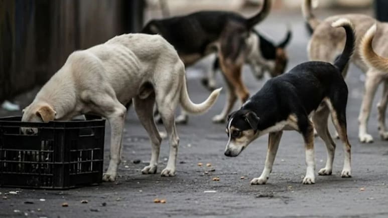 पूरी दिल्ली में वेटेनरी अस्पतालों को जिंदा किया जाएगा, दवा, स्टाफ सब मिलेगा-सीएम रेखा गुप्ता