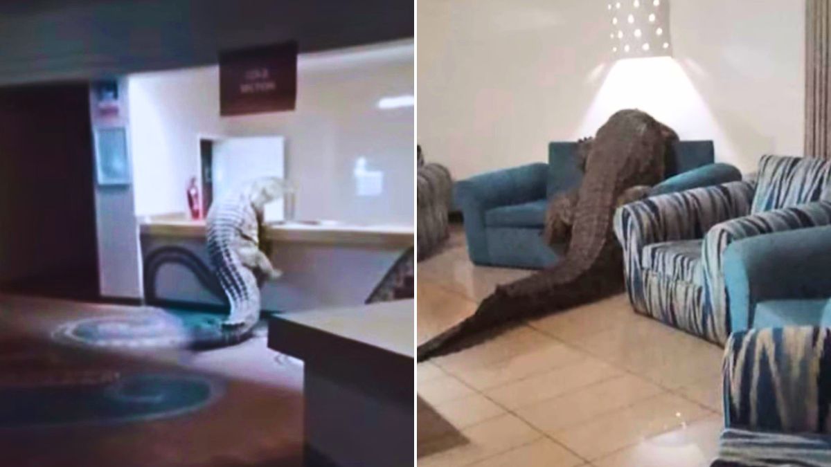 Viral Video: Crocodile Crawls Into Zimbabwe Hotel, Climbs Kitchen Countertop
