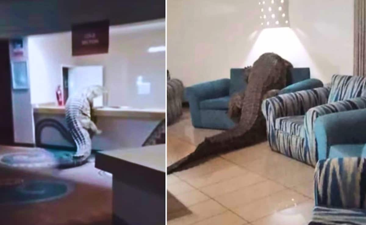 Viral Video: Crocodile Crawls Into Zimbabwe Hotel, Climbs Kitchen Countertop