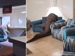 Viral Video: Crocodile Crawls Into Zimbabwe Hotel, Climbs Kitchen Countertop