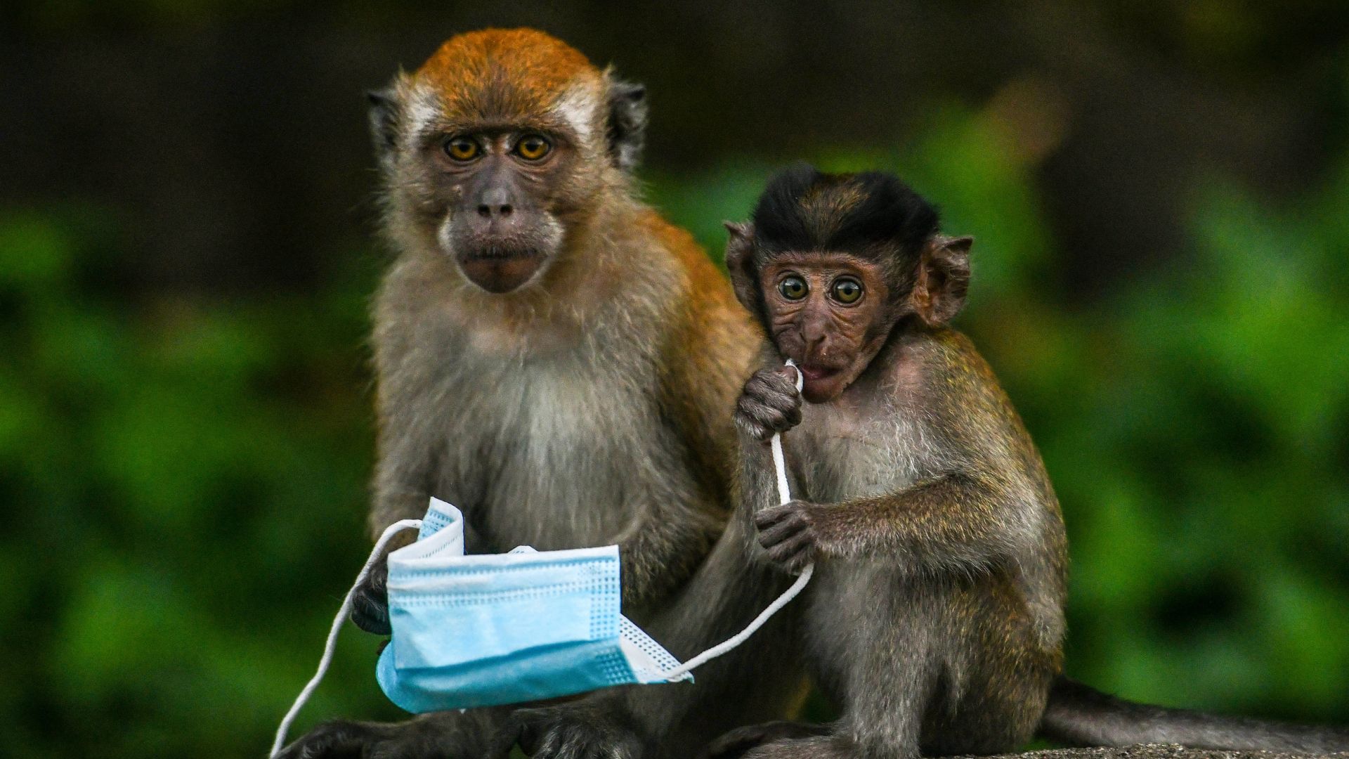 पिज्जा- बर्गर से पेट हो रहा खराब तो मिट्टी खाकर कर रहे इलाज... जिब्राल्टर के 'डॉक्टर' बंदरों से मिलिए