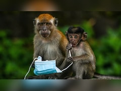 पिज्जा- बर्गर से पेट हो रहा खराब तो मिट्टी खाकर कर रहे इलाज... जिब्राल्टर के 'डॉक्टर' बंदरों से मिलिए