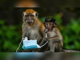 पिज्जा- बर्गर से पेट हो रहा खराब तो मिट्टी खाकर कर रहे इलाज... जिब्राल्टर के 'डॉक्टर' बंदरों से मिलिए