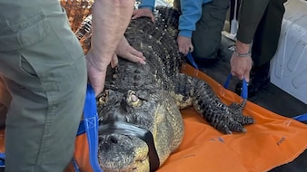 'Emotional Support' Pet Lost As Man Gives Up Fight To Save Beloved Alligator