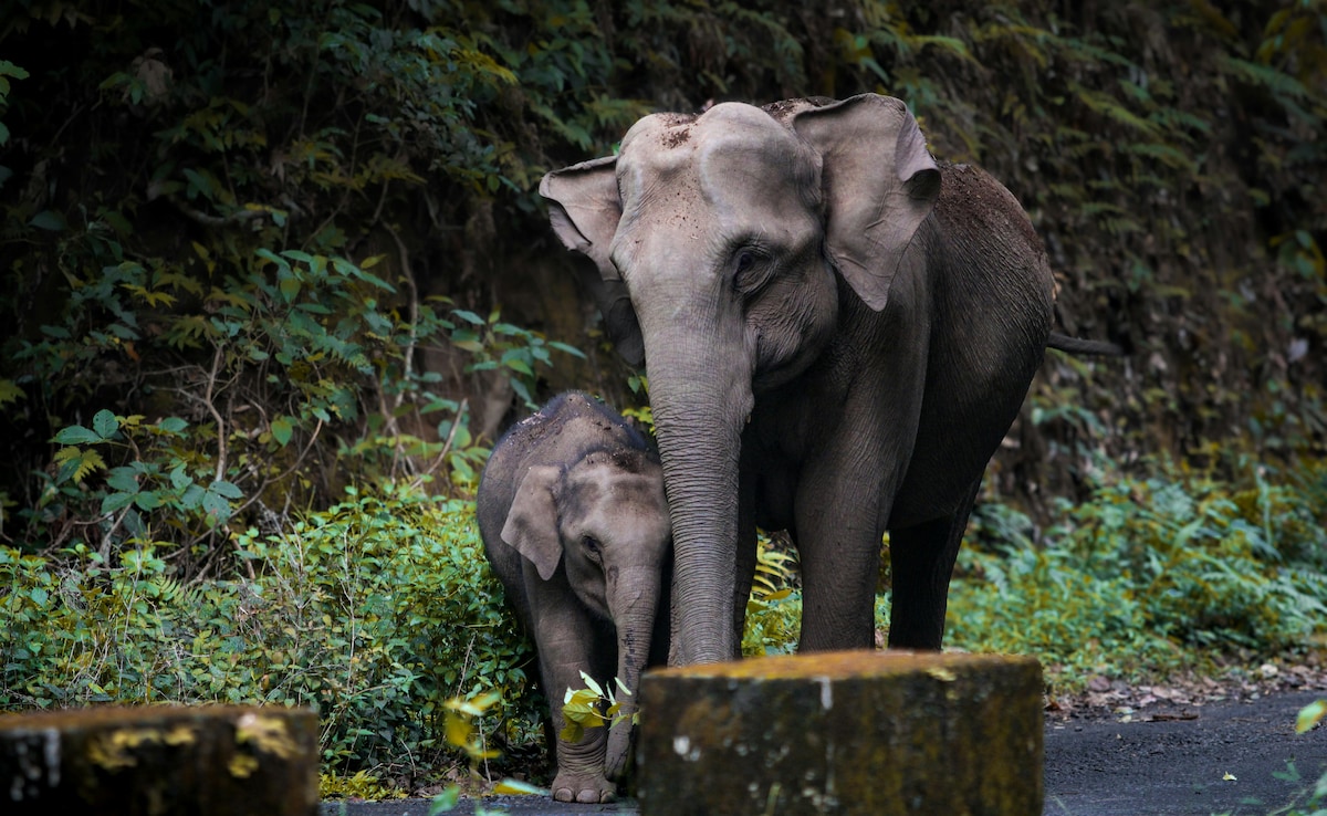 Latest and Breaking News on NDTV Latest and Breaking News on NDTV