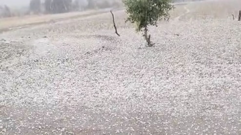 मरुस्थल में &lsquo;कश्मीर&rsquo; जैसा नजारा, लेकिन किसानों के लिए बन गई आफत