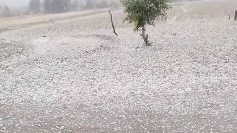 मरुस्थल में &lsquo;कश्मीर&rsquo; जैसा नजारा, लेकिन किसानों के लिए बन गई आफत