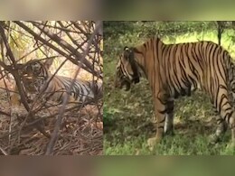 रिहायशी इलाकों में आतंक मचाने वाला बाघ बन गया 'प्रेमी', सुल्ताना की बेटी के साथ कैफे के पीछे आया नजर