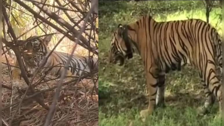 रिहायशी इलाकों में आतंक मचाने वाला बाघ बन गया 'प्रेमी', सुल्ताना की बेटी के साथ कैफे के पीछे आया नजर