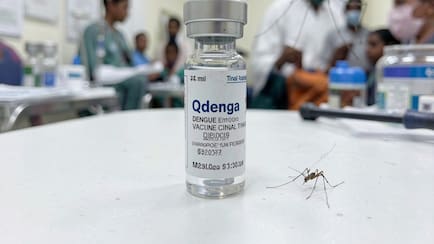 India To Get First Dengue Vaccine In 2027: What Is QDENGA?