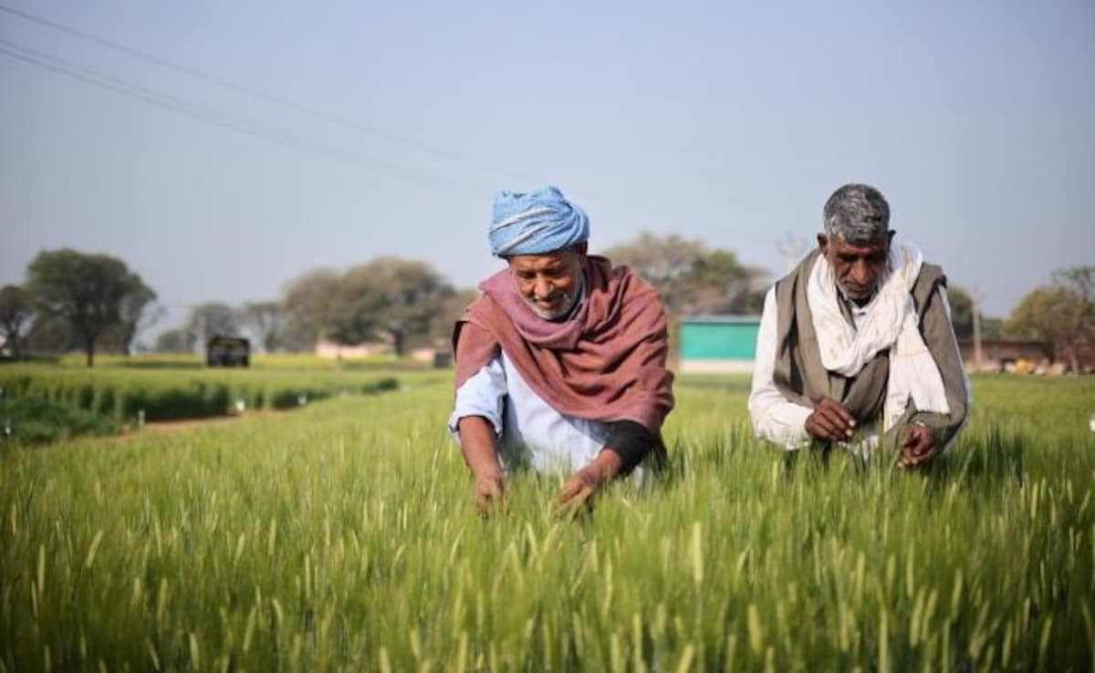 Inside Ab InBev India's Push To Build A Local Barley Supply Chain
