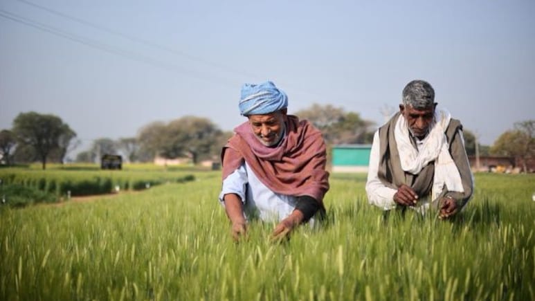 Inside Ab InBev India's Push To Build A Local Barley Supply Chain