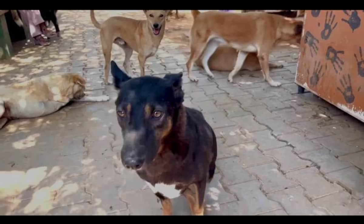 In Bengaluru, Hundreds Of Dogs Left Waiting For Food. Reason: LPG