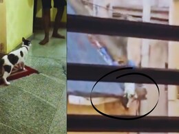 Cat Romance : मांजर-बोक्याच्या रोमान्सवरुन राडा, फॅमिली ड्रामा अन् अ&zwj;ॅक्शन; पोलिसांना करावा लागला हस्तक्षेप