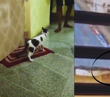 Cat Romance : मांजर-बोक्याच्या रोमान्सवरुन राडा, फॅमिली ड्रामा अन् अ&zwj;ॅक्शन; पोलिसांना करावा लागला हस्तक्षेप