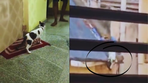 Cat Romance : मांजर-बोक्याच्या रोमान्सवरुन राडा, फॅमिली ड्रामा अन् अ&zwj;ॅक्शन; पोलिसांना करावा लागला हस्तक्षेप