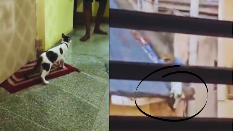 Cat Romance : मांजर-बोक्याच्या रोमान्सवरुन राडा, फॅमिली ड्रामा अन् अ&zwj;ॅक्शन; पोलिसांना करावा लागला हस्तक्षेप