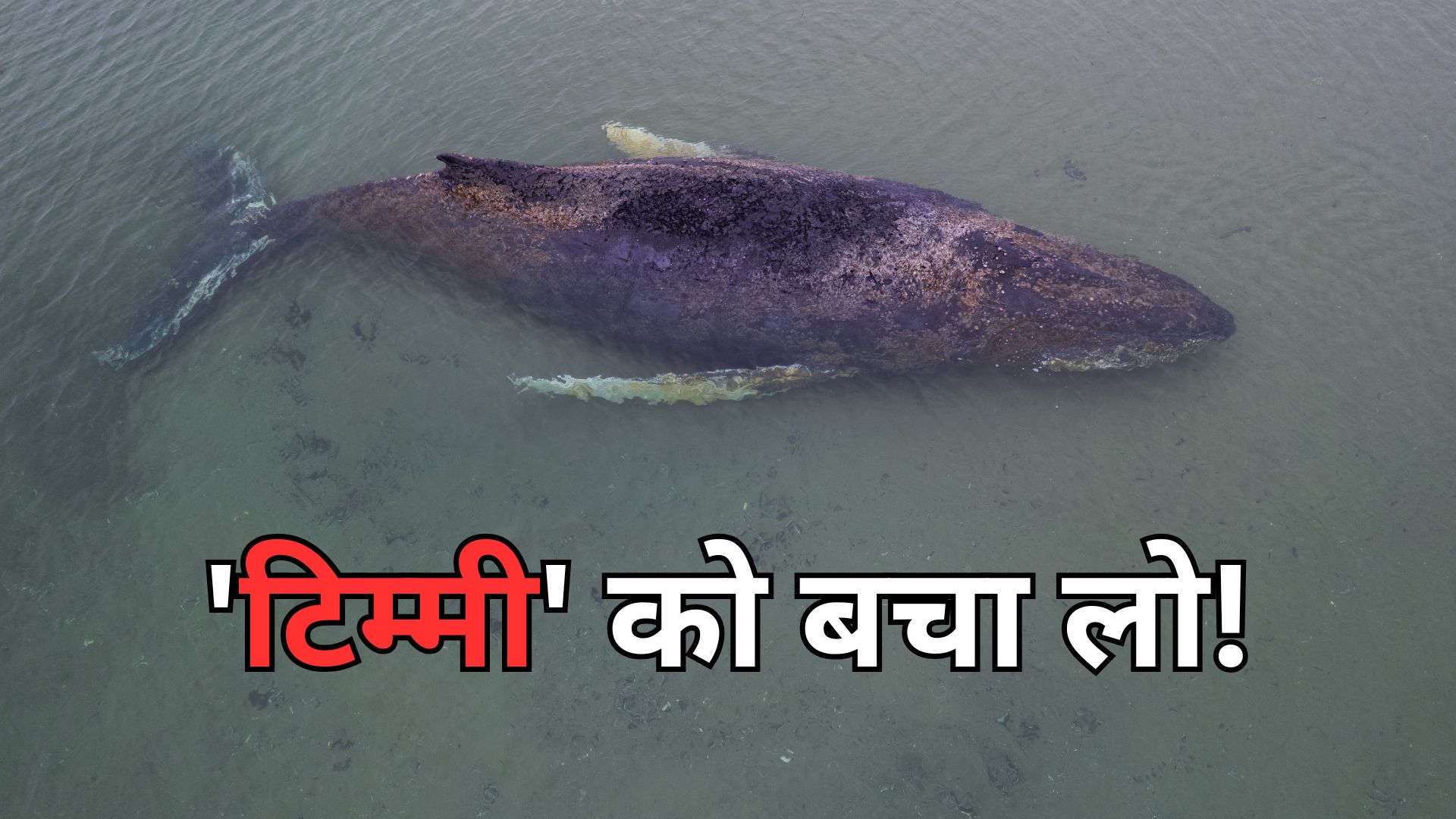 25 दिन से जर्मनी के तट पर फंसी है 44 फीट की व्हेल, उसे बचाने की बस यह आखिरी उम्मीद बची