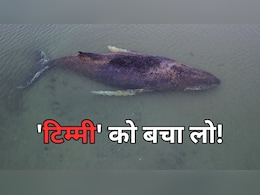 25 दिन से जर्मनी के तट पर फंसी है 44 फीट की व्हेल, उसे बचाने की बस यह आखिरी उम्मीद बची