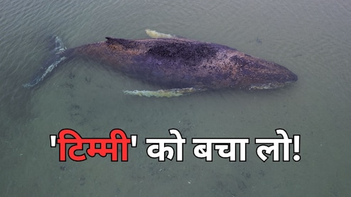 25 दिन से जर्मनी के तट पर फंसी है 44 फीट की व्हेल, उसे बचाने की बस यह आखिरी उम्मीद बची