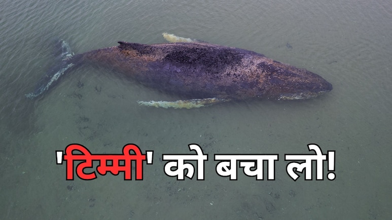 25 दिन से जर्मनी के तट पर फंसी है 44 फीट की व्हेल, उसे बचाने की बस यह आखिरी उम्मीद बची