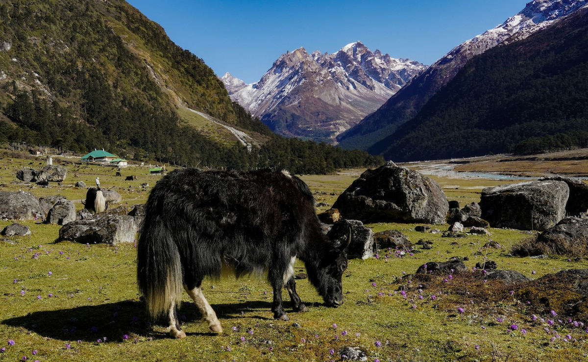 Latest and Breaking News on NDTV