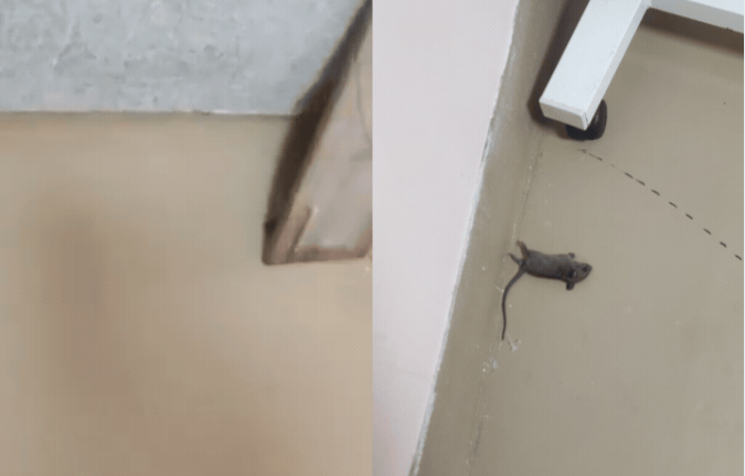 AIIMS भोपाल के चिल्ड्रन वार्ड में दिखा चूहा, प्रबंधन ने फोटो भेजकर कहा- हमने इसे मार दिया