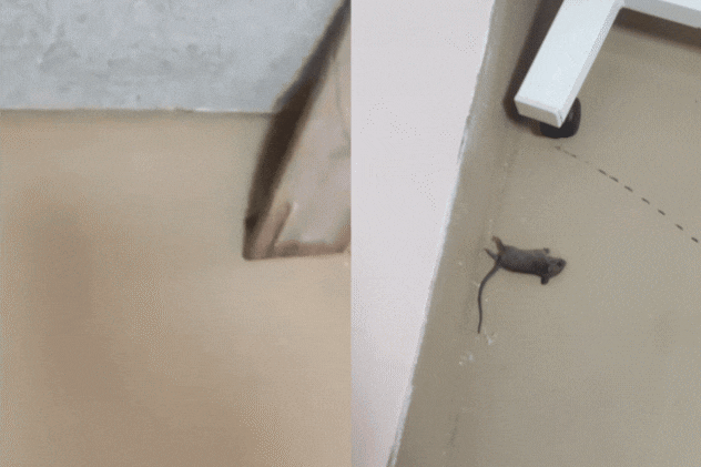 AIIMS भोपाल के चिल्ड्रन वार्ड में दिखा चूहा, प्रबंधन ने फोटो भेजकर कहा- हमने इसे मार दिया