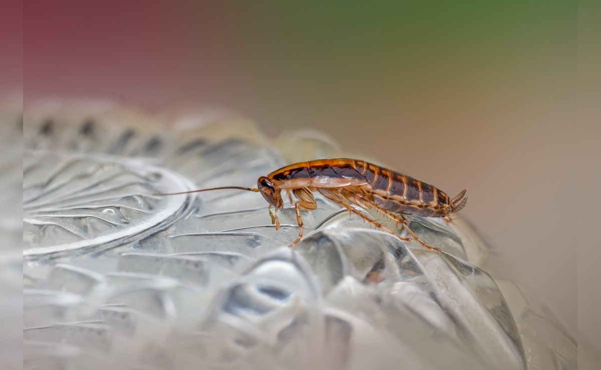 कॉकरोचों ने आपके घर पर भी लगा रखा है डेरा, आजमाएं ये 5 आसान घरेलू उपाय, दूर-दूर तक फिर कभी नहीं आएंगे नजर