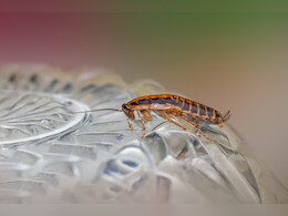 कॉकरोचों ने आपके घर पर भी लगा रखा है डेरा, आजमाएं ये 5 आसान घरेलू उपाय, दूर-दूर तक फिर कभी नहीं आएंगे नजर