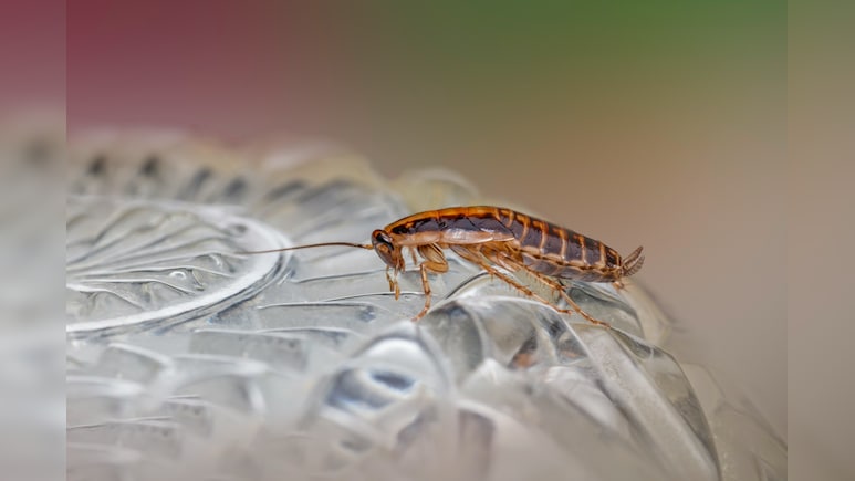 कॉकरोचों ने आपके घर पर भी लगा रखा है डेरा, आजमाएं ये 5 आसान घरेलू उपाय, दूर-दूर तक फिर कभी नहीं आएंगे नजर