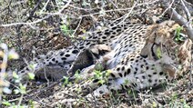 From Tiger State To Wildlife State, How Madhya Pradesh Is Rewriting India's Conservation Map