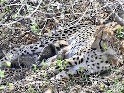 From Tiger State To Wildlife State, How Madhya Pradesh Is Rewriting India's Conservation Map