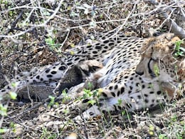 From Tiger State To Wildlife State, How Madhya Pradesh Is Rewriting India's Conservation Map