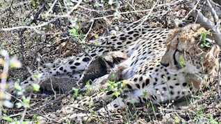 कूनो में फिर बड़ा चीतों का कुनबा! 25 महीने की मादा चीता ने 4 शावकों को दिया जन्म, सीएम यादव ने दी बधाई