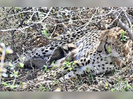 कूनो में फिर बड़ा चीतों का कुनबा! 25 महीने की मादा चीता ने 4 शावकों को दिया जन्म, सीएम यादव ने दी बधाई