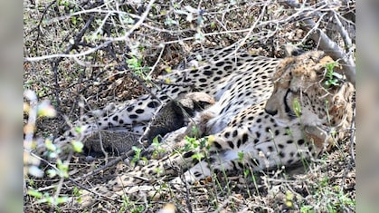 कूनो में फिर बड़ा चीतों का कुनबा! 25 महीने की मादा चीता ने 4 शावकों को दिया जन्म, सीएम यादव ने दी बधाई