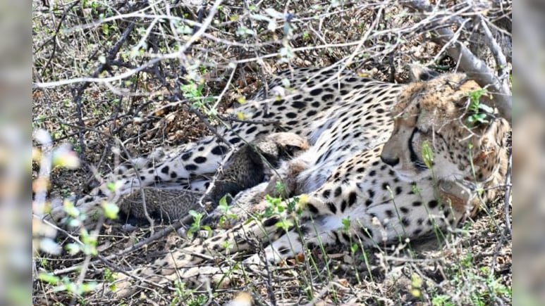 कूनो में फिर बड़ा चीतों का कुनबा! 25 महीने की मादा चीता ने 4 शावकों को दिया जन्म, सीएम यादव ने दी बधाई