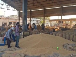 राजस्थान में ओलावृष्टि से किसानों पर दोहरी मार, गेंहू का नुकसान... मंडियों में नहीं मिल रहा दाम