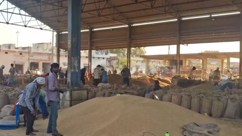 राजस्थान में ओलावृष्टि से किसानों पर दोहरी मार, गेंहू का नुकसान... मंडियों में नहीं मिल रहा दाम