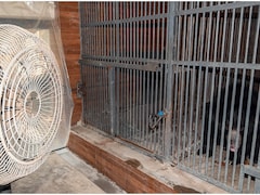 सांपों के लिए AC और चिम्पांजी को नारियल पानी, पटना जू में 'स्पेशल डाइट' के साथ बेजुबानों के लिए VIP इंतजाम