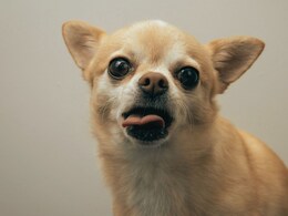 कुत्तों का दिमाग 5000 साल पहले होने लगा था छोटा, इसके पीछे इंसानों से दोस्ती तो वजह नहीं?